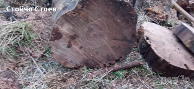 Орех труп и шайби от ореха, снимка 6 - Други - 35444412