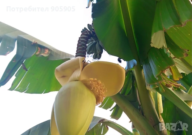 Студоустойчив банан, снимка 2 - Градински цветя и растения - 51402264