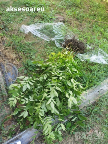 Нова здрава Еводия над метър Фиданки от медоносното дърво на пчеларя разсад високи дръвчета , снимка 17 - Разсади - 51647548