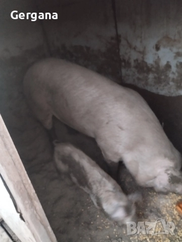 Продавам прасе, снимка 3 - Прасета - 52931214