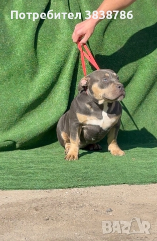 Американско були покет, снимка 3 - Други - 51996767