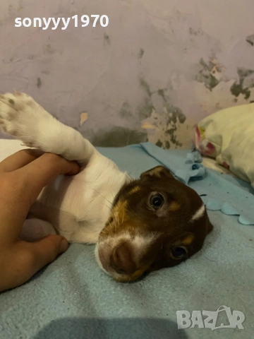 ДЖАК РЪСЕЛ БЕБЕТА 1210251006, снимка 14 - Джак ръсел териер - 52024674