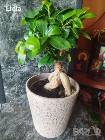 Фикус Женшен , снимка 3 - Стайни растения - 53449640