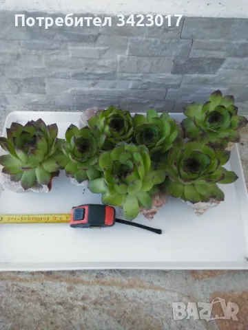 Дебелец лечебно растение, снимка 2 - Разсади - 49670722