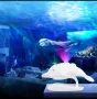 LED Лампа проектор Звездно небе Делфин , снимка 2