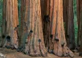 Нови Екзотични 15 семена от гигантска секвоя мамутово дърво sequoiadendron giganteum за декорация, снимка 16