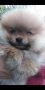 Продавам померани , снимка 6