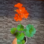 Оранжево мушкато., снимка 1 - Стайни растения - 44883198