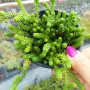 Седум Лидиум, Sedum Lydium, студоустойчив, многогодишен, снимка 2