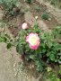 Градински храстовидни рози ,ароматни, снимка 7