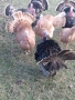 продавам домашно гледани пуйки пуяци за празниците , снимка 18