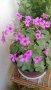Продавам цветя Детелина Оксалис, розови, във висящи и обикновени саксии, снимка 18