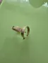 дамски обеци , снимка 4