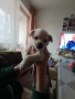 Чихопинчер , снимка 3
