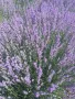 Продавам разсад Лавандула на едро и дребно, снимка 3