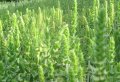 Мурсалски чай разсад, снимка 1 - Градински цветя и растения - 40305081