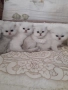 Котенца Мечта.Британски сребърни, снимка 3