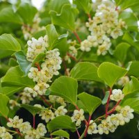 Киви Actinidia arguta Issai - МИНИ КИВИ – малко познато и много вкусно!, снимка 6 - Разсади - 38164416