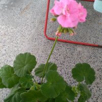 Мушкато , снимка 6 - Градински цветя и растения - 28406630