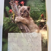 Стенен календар 2006 IFAW Animal Sanctuary Fund, снимка 15 - Други - 38776709