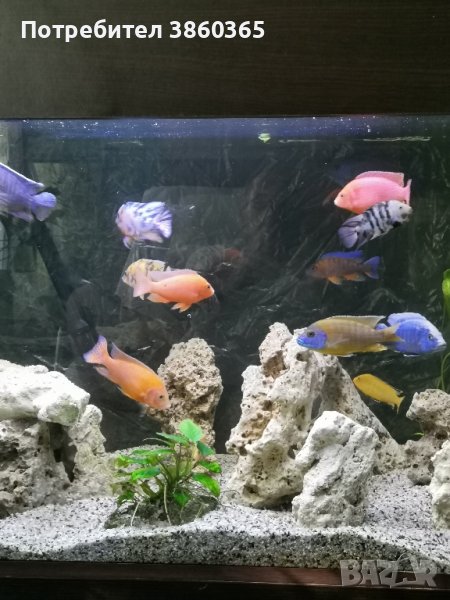 продавам цихлиди, снимка 1
