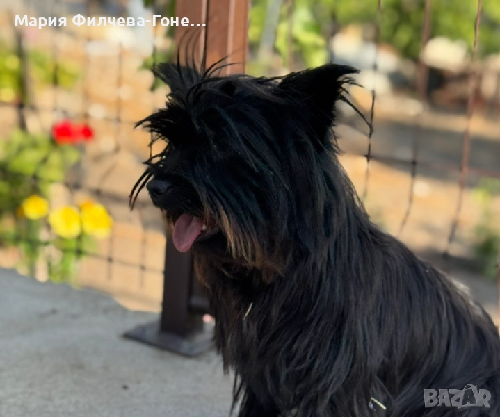 Мъжки Йоркширски териер  , снимка 1