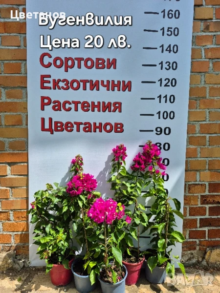 Бугенвилия, снимка 1