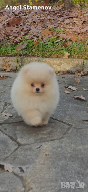 Померан,мини момченца с родословие!, снимка 1