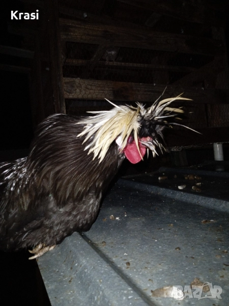 декоративни петлета и кокошлета, снимка 1