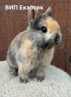ПРОДАВА МИНИ ЗАЙЧЕТА, снимка 1