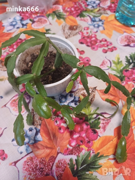 Коледниче., снимка 1