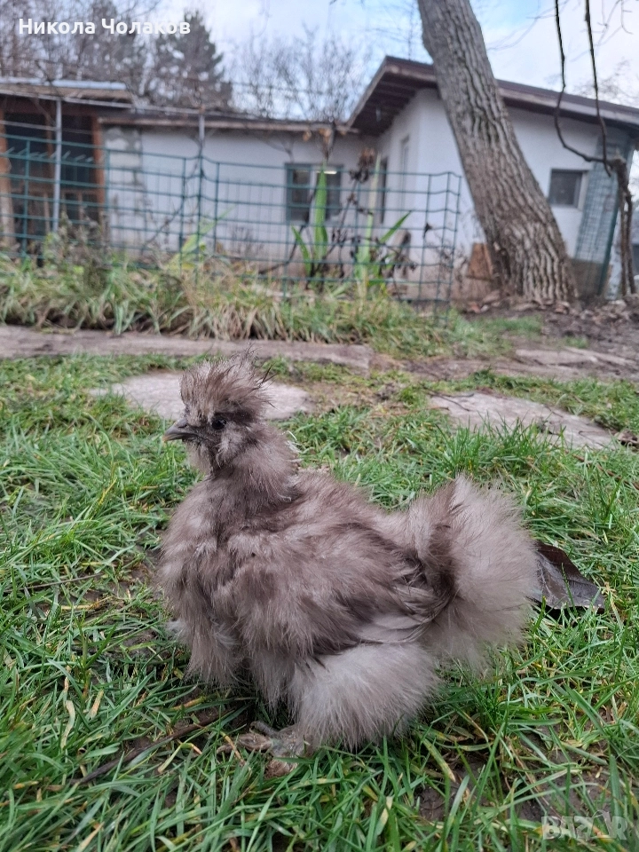 Американски копринки пилета , снимка 1