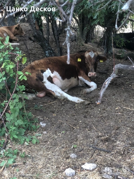 Стадо крави, снимка 1