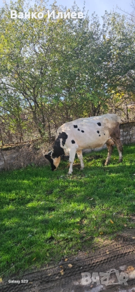 Свободни 6 редовни крави , снимка 1