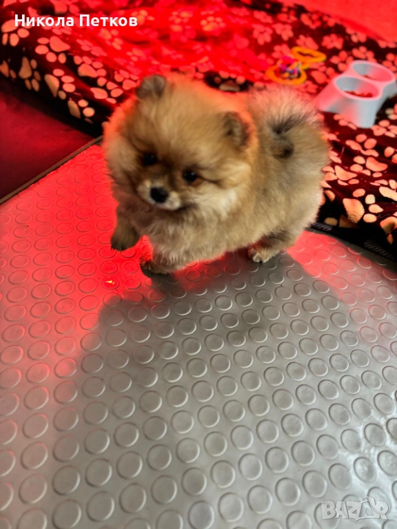 Померан , снимка 1