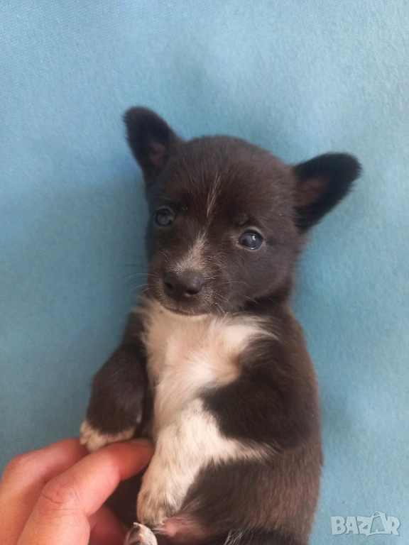 чихупинчери, снимка 1