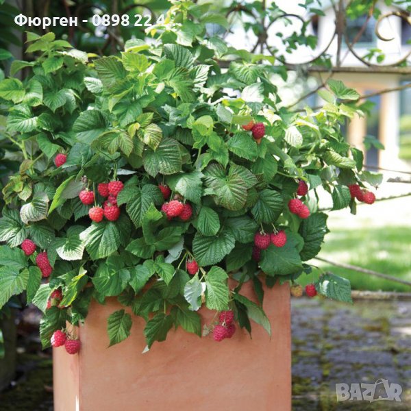 Дива малина - Rubus idaeus, снимка 1