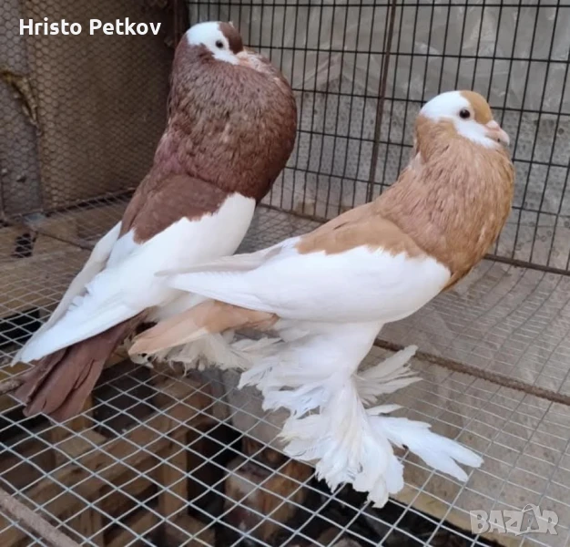 Продавам 4 чифта и 1 младо Седлати Гушести , снимка 1