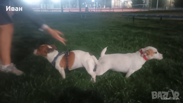 Джак Ръсел териер, снимка 4 - Джак ръсел териер - 53078963