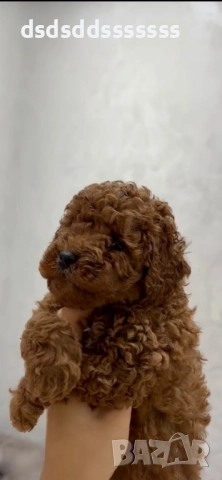 Продавам той пудел 