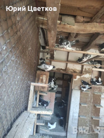 Ломски високолетачи, снимка 6 - Гълъби - 51102124