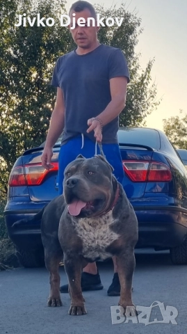 Американско були / American bully XL , снимка 14 - Други - 52453803