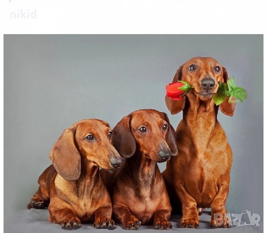 Кучета Дакели с роза 5D гоблен диамантен гоблен картина мозайка за направа по схема с камъчета