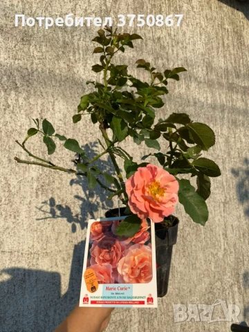 🌹 РОЗА 🌹 MARIE CURIE® Meilomit 🌹 , снимка 8 - Градински цветя и растения - 51162813
