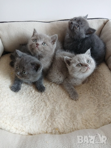 Британски Котета 