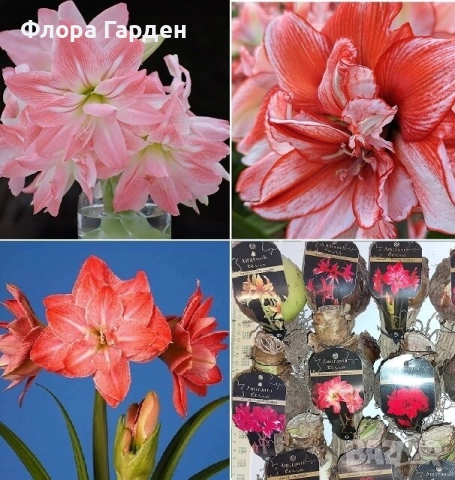 Луковици Амарилис, Хипеаструм, снимка 12 - Сортови семена и луковици - 52256523