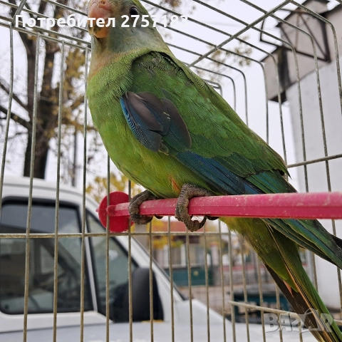 продавам папагал барабанди 2025 г