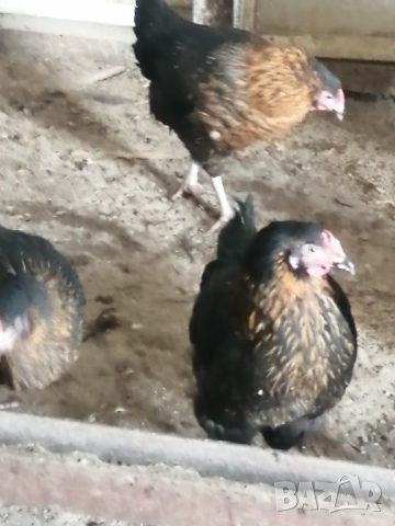 Кокошки носачки (ярки) Супер Харко , снимка 3 - Кокошки и пуйки - 51850620