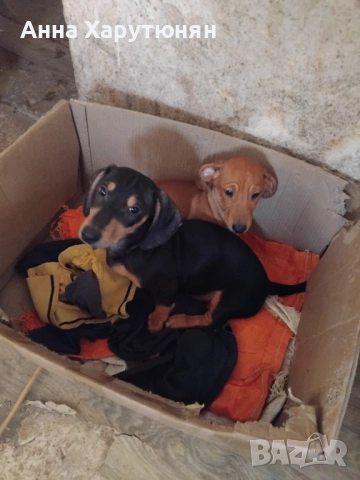 продавам две мъжки дакелчета , снимка 3 - Дакели - 52420901