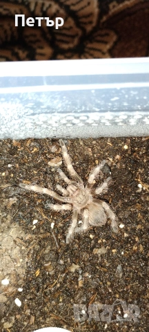 Тарантула/тарантули